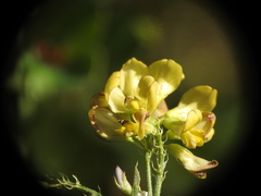 Medicago falcata