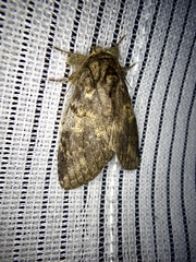 Peridea gigantea