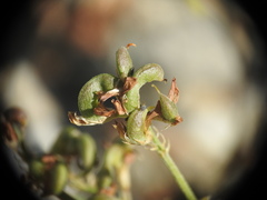 Medicago falcata
