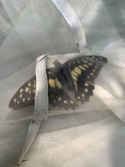 Graphium doson postianus