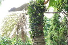 Pyrrosia adnascens