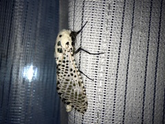 Zeuzera multistrigata