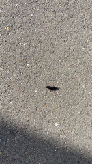 Ocypus olens