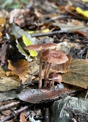 Collybiopsis biformis