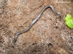 Uropeltis phipsonii