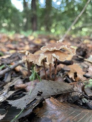 Collybiopsis biformis