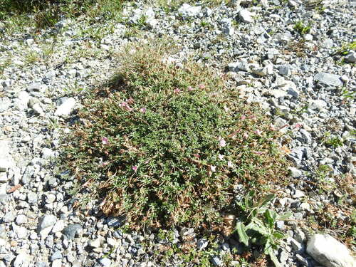 Image of Ononis cristata by (c) Yves Bas, some rights reserved (CC BY)