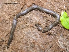 Uropeltis phipsonii