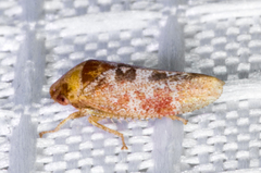 Dragonana dracontea