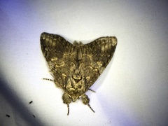 Peridea gigantea