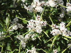 Leucopogon