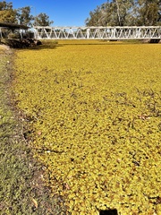 Salvinia molesta