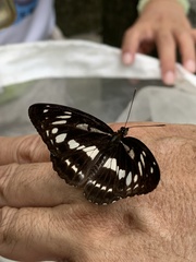 Limenitis sulpitia