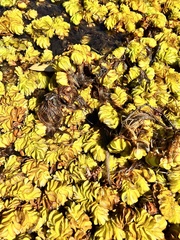 Salvinia molesta