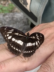 Limenitis sulpitia