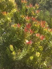 Leucadendron sessile