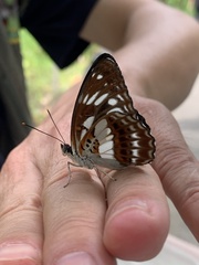 Limenitis sulpitia