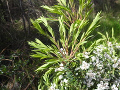 Leucopogon