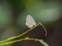 Jamides celeno aelianus