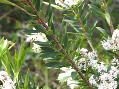 Leucopogon