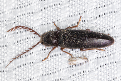 Dicrepidius corvinus