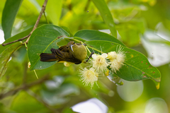 Nectariniidae