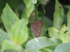 Mycalesis perseoides