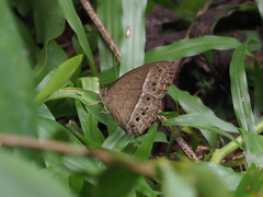 Mycalesis perseoides