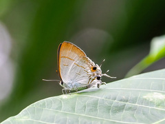 Hypolycaena erylus