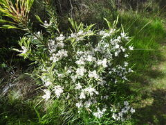 Leucopogon