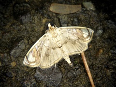 Pycnarmon pantherata