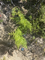 Pteridium aquilinum capense