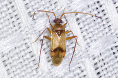 Eustictus