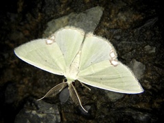 Comibaena procumbaria