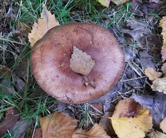 Tricholoma