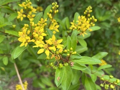 Galphimia glauca