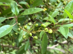 Galphimia glauca