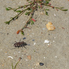 Cicindela hybrida hybrida