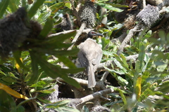 Philemon corniculatus