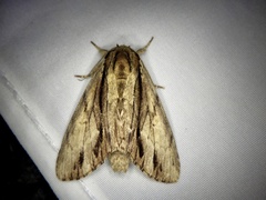 Shaka atrovittatus