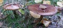 Tricholoma