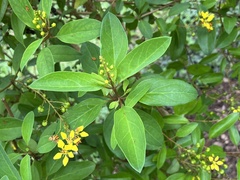 Galphimia glauca