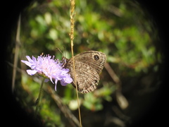 Satyrus actaea