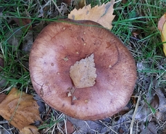Tricholoma
