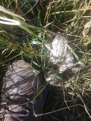 Canis lupus italicus