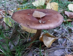 Tricholoma