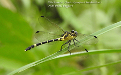 Austrogomphus amphiclitus