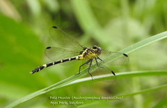 Austrogomphus amphiclitus