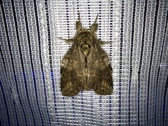 Peridea gigantea