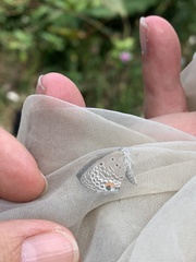Luthrodes pandava peripatria